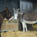 Hungry Orediggers