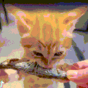 KITTYCORE sillycore avatar