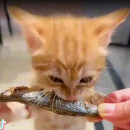 Discovery icon for KITTYCORE sillycore Discord server