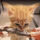 KITTYCORE sillycore Discord Server Icon