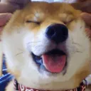 a bunch of floofy bois