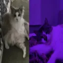 londoe's development