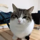 janek discord