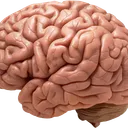 Brain Curators