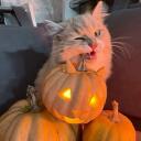 kitty 🎃 icon