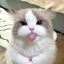 Discovery icon for kitty 💌 Discord server