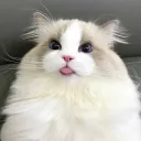kitty 🐈