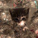 Discovery icon for kitty #2026 🎉 Discord server