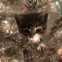 kitty 🎄