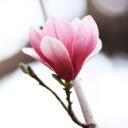 The Petal Project Discord Server Icon