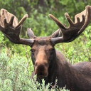 Discovery icon for Moose’s Gaming Community Discord server