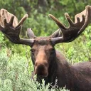 Moose’s Gaming Community Discord Server Icon