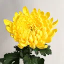 きくざかり通知サーバー