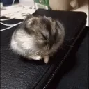 ʜᴀᴍsᴛᴇʀᴄʜɪʟᴅ_