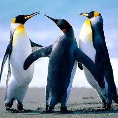 penguenler Icon