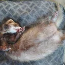 Cult of the Ferret