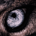 𝐒𝐓𝐀𝐑𝐒 𝐈𝐍 𝐓𝐇𝐄 𝐅𝐋𝐄𝐒𝐇 Discord server icon