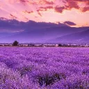 Lavender's Garden Discord Server Icon