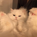 Purr for me <3  | icons & more |