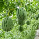 The Melon Patch