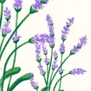 Lavender Book Club