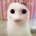 Discovery icon for Santa meeting server 🎅 🎄 Discord server