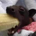 Terapia Lamoide Discord Server Icon