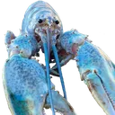 lobter