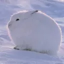 ジョジョの奇妙な鯖⛄🌨❄🧊🥶🐇🏂