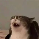 babescoo's besties's icon