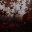 The Red Forest