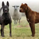 Canine Farming