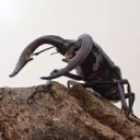 クワカブ飼育勢の集い～Ⅼucanidae～