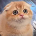 Urmylildiscordkitten's kittens