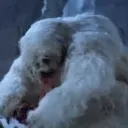 Wampa’s Playground