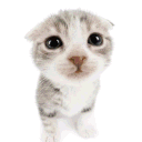 the cat cord avatar