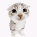 the cat cord banner