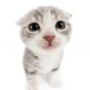 Discovery icon for the cat cord Discord server