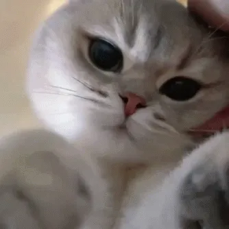 ♡Отряд Котиков♡ — мониторинг Discord сервера, статистика и рейтинг
