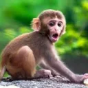 MONKEE | PUBLIC