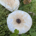Macrocybes