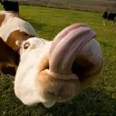 Moos Pasture