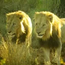 𝙻𝚎𝚘𝚗𝚒𝚍𝚊𝚎 Discord server icon