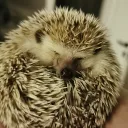 Alan's Hedgehogs