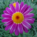 Benjamin's Hippie Propaganda Cafe (English) Discord server icon