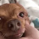 Loss (Zenci Alım) #Reklam #Hen... Discord Server Icon