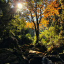 the long nightðŸŒƒ Server Icon