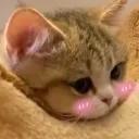 𝙶𝚞𝚙𝚙𝚢'𝚜 𝙵𝚒𝚜𝚑 𝚃𝚊𝚗𝚔
