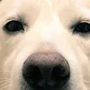 犬小屋🐶