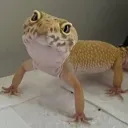 Aoi's Exotics